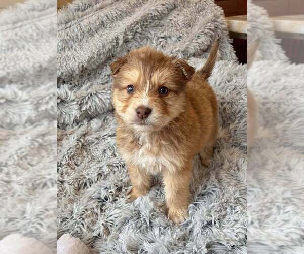 Medium Photo #1 Border Collie-Unknown Mix Puppy For Sale in New York, NY, USA