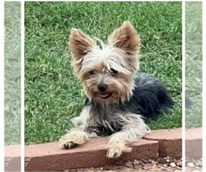 Mother of the Yorkshire Terrier puppies born on 05/28/2025