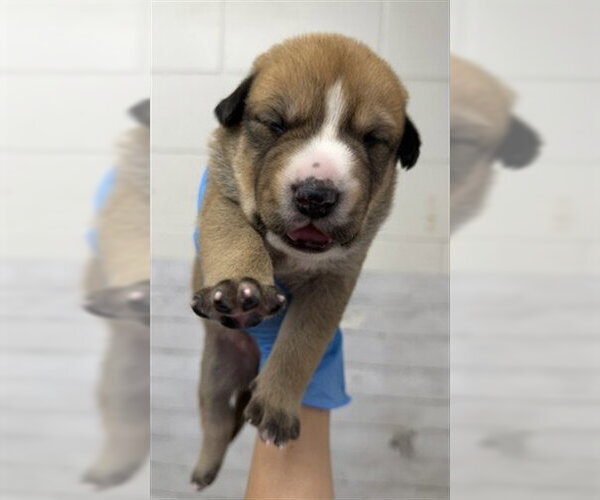 Medium Photo #2 Mutt Puppy For Sale in San Bernardino, CA, USA