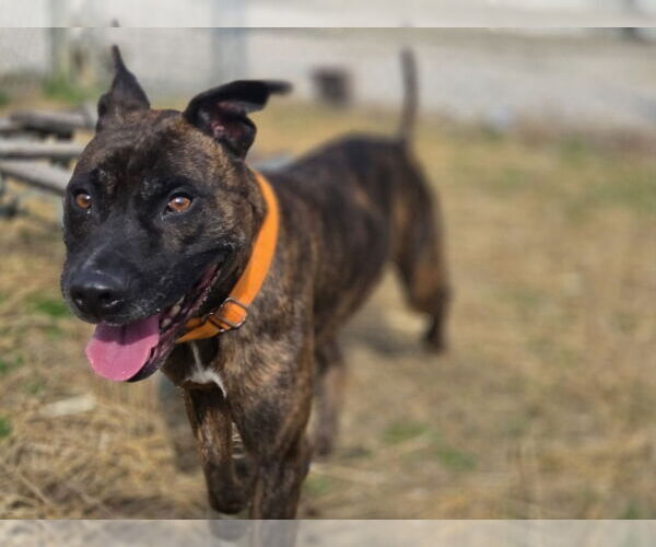 Medium Photo #3 Mutt Puppy For Sale in Evansville, IN, USA