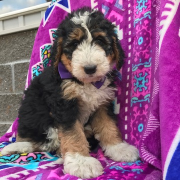 Medium Photo #1 Bernedoodle Puppy For Sale in EPHRATA, PA, USA