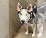 Small #3 Siberian Husky