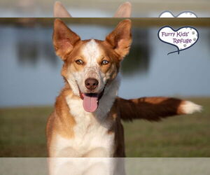 Australian Shepherd-Huskies  Mix Dogs for adoption in Lee's Summit, MO, USA