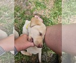Puppy Yellow Puppy Labrador Retriever