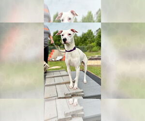 Mutt Dogs for adoption in Weaverville, NC, USA