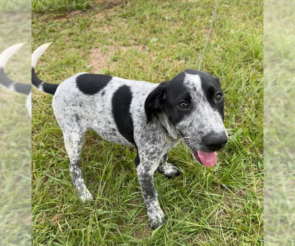 Medium Photo #5 Pointer-Unknown Mix Puppy For Sale in Tarrytown, GA, USA