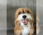 Small #1 Dachshund Mix