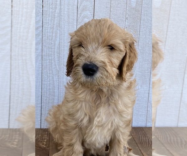 Medium Photo #3 Goldendoodle Puppy For Sale in MARBLE FALLS, TX, USA