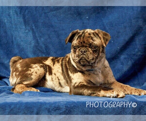 Medium Photo #4 Jug-Pug Mix Puppy For Sale in LIBERTY, KY, USA