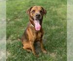 Small #1 Australian Shepherd Mix
