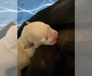 Labrador Retriever Puppy for sale in OSYKA, MS, USA