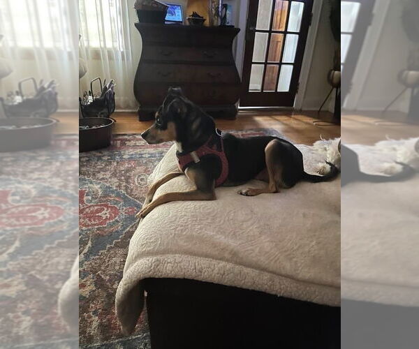 Medium Photo #6 Chihuahua-Unknown Mix Puppy For Sale in New York, NY, USA
