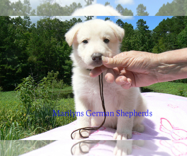 Medium Photo #4 German Shepherd Dog Puppy For Sale in PIEDMONT, MO, USA