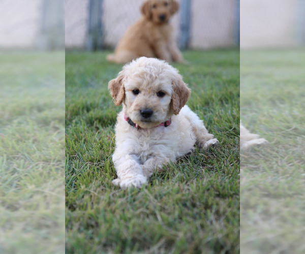 Medium Photo #4 Goldendoodle Puppy For Sale in FREDONIA, KY, USA