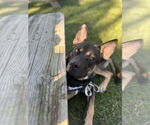 Small #3 German Shepherd Dog Mix