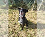 Small Photo #4 Border Collie-Unknown Mix Puppy For Sale in Evansville, IN, USA