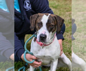 Mutt Dogs for adoption in Glen Allen, VA, USA