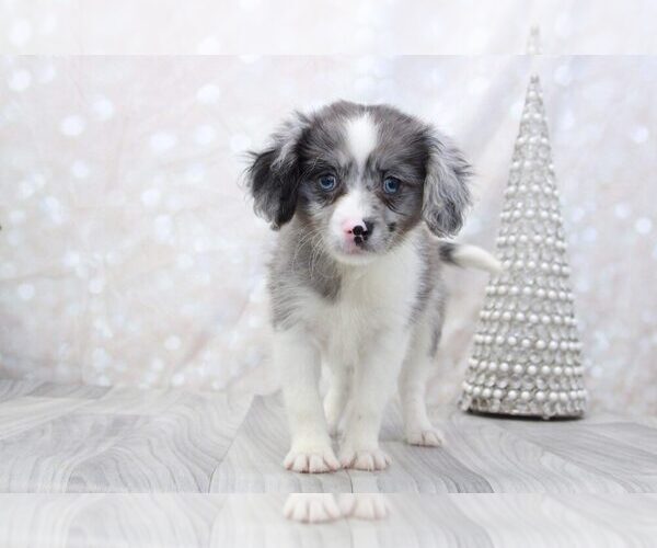 Medium Photo #1 Cavapom Puppy For Sale in MARIETTA, GA, USA