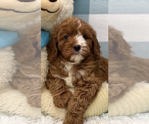 Cavapoo Puppy for Sale in LOUDONVILLE, Ohio USA