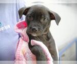 Small American Pit Bull Terrier