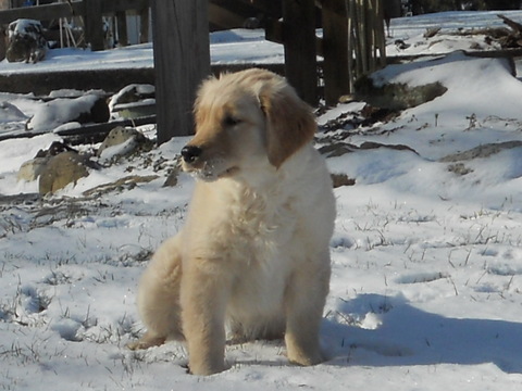 Medium Photo #1 Golden Retriever Puppy For Sale in HOLMESVILLE, OH, USA