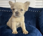 Small Photo #7 French Bulldog Puppy For Sale in TALLAHASSEE, FL, USA