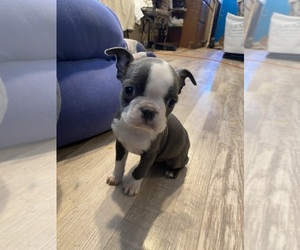Boston Terrier Puppy for sale in FREDONIA, KS, USA