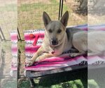 Small #2 Huskies  Mix