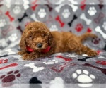 Small #3 Goldendoodle (Miniature)