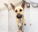Small #1 German Shepherd Dog Mix