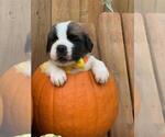Small Photo #1 Saint Bernard Puppy For Sale in STAYTON, OR, USA