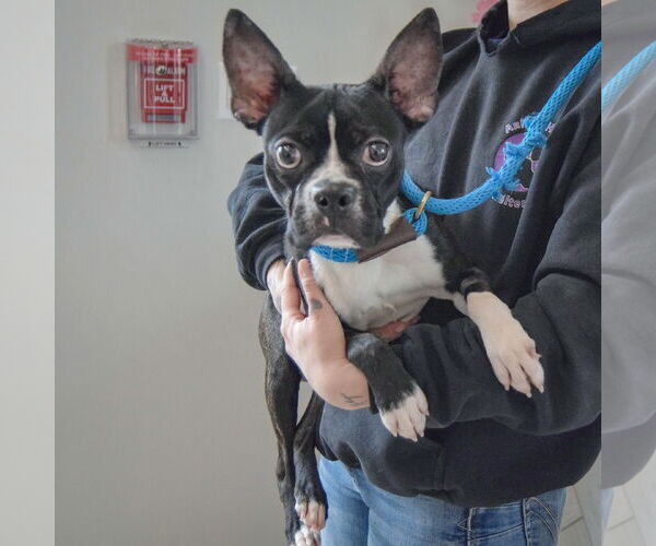 Medium Photo #3 Boston Terrier Puppy For Sale in Huntley, IL, USA