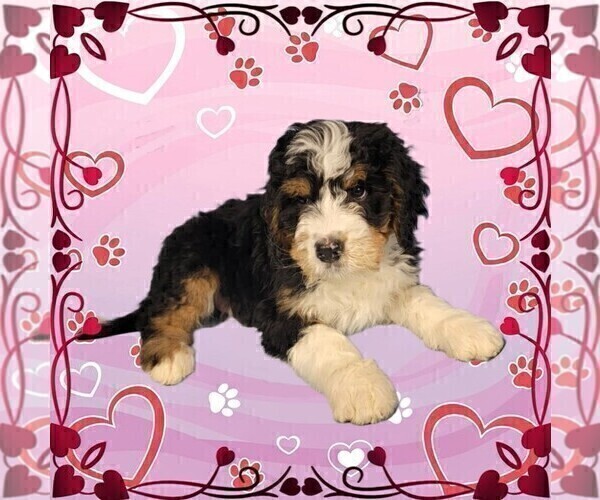 Medium Photo #8 Bernedoodle Puppy For Sale in BLACK FOREST, CO, USA