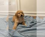 Small Photo #8 Bernedoodle Puppy For Sale in KATY, TX, USA