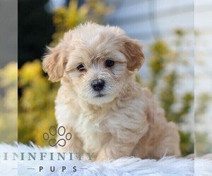 Shih Tzu-YorkiePoo Mix Puppy for sale in MYERSTOWN, PA, USA