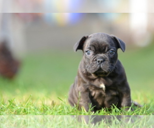 Medium Photo #7 French Bulldog Puppy For Sale in Kiskoros, Bacs-Kiskun, Hungary