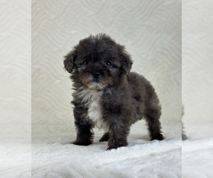 Cavapoo Puppy for sale in GREENFIELD, IN, USA