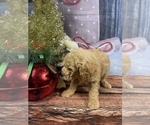 Small Photo #17 Aussiedoodle Puppy For Sale in COMMERCE, MI, USA