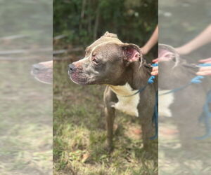 American Staffordshire Terrier-Unknown Mix Dogs for adoption in Jackson, MS, USA