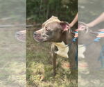 Small American Staffordshire Terrier Mix