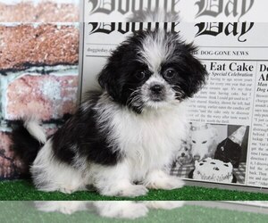 Shih Tzu Puppy for sale in BEL AIR, MD, USA