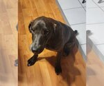 Small Photo #9 Coonhound-Plott Hound Mix Puppy For Sale in Wakefield, RI, USA