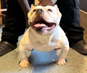 Father of the American Bully puppies born on 09/17/2025