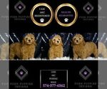 Small Photo #9 Poodle (Miniature) Puppy For Sale in WARSAW, IN, USA