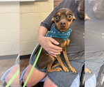 Small American Rat Pinscher