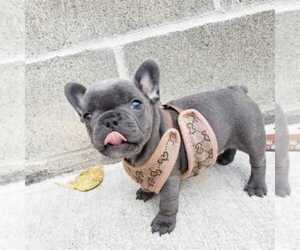 French Bulldog Puppy for sale in CENTREVILLE, VA, USA