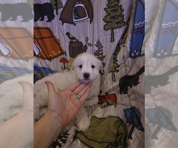 Medium Photo #6 Chizer Puppy For Sale in MONTEZUMA, GA, USA