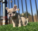 Small #13 French Bulldog