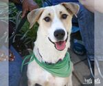 Small #2 Labrador Retriever-Retriever  Mix