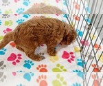 Small #9 Cavapoo mix (+ Poodle Miniature)